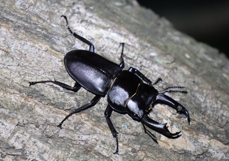 コクワガタ♂_枝先のヤナギ-ヤナギ林_2023年5月1日19時10分 気温17.5度